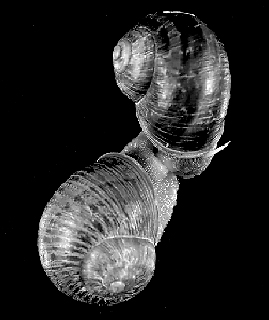 The Importance Of Identified Neurons In Gastropod Molluscs To >> Joris Koene Chapter 1 The Importance Of Identified Neurons In Gastropod Molluscs To >> Joris Koene Chapter 1
